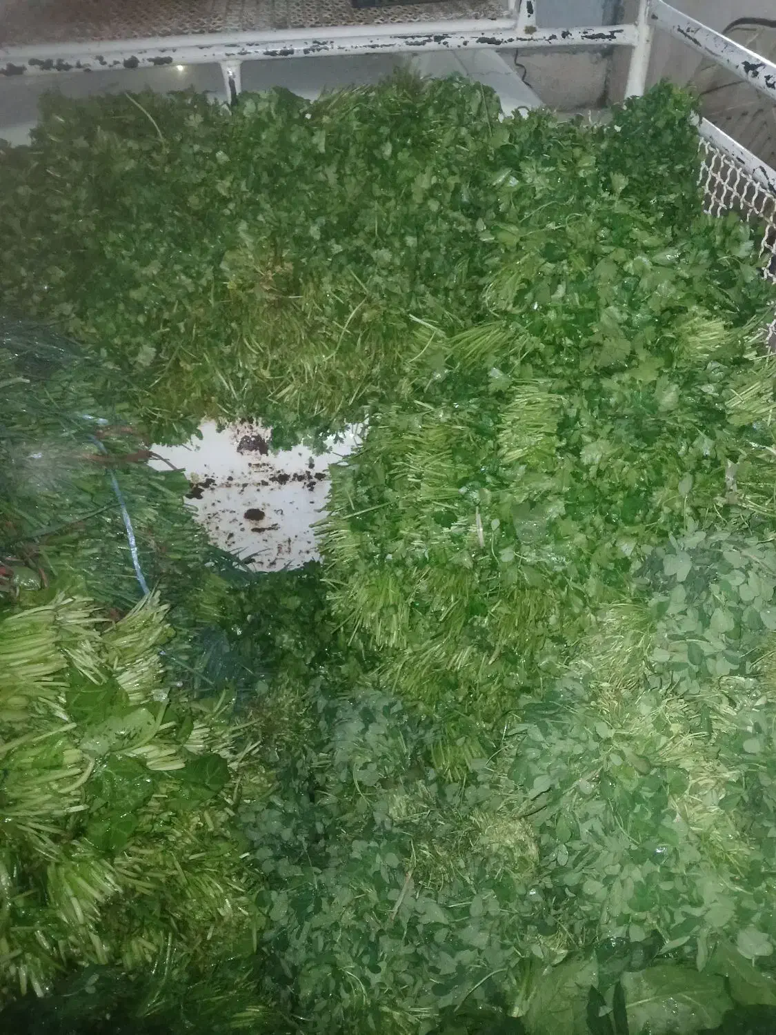 سبزی خورشتی|عمدهفروشی|مسجد سلیمان, |دیوار