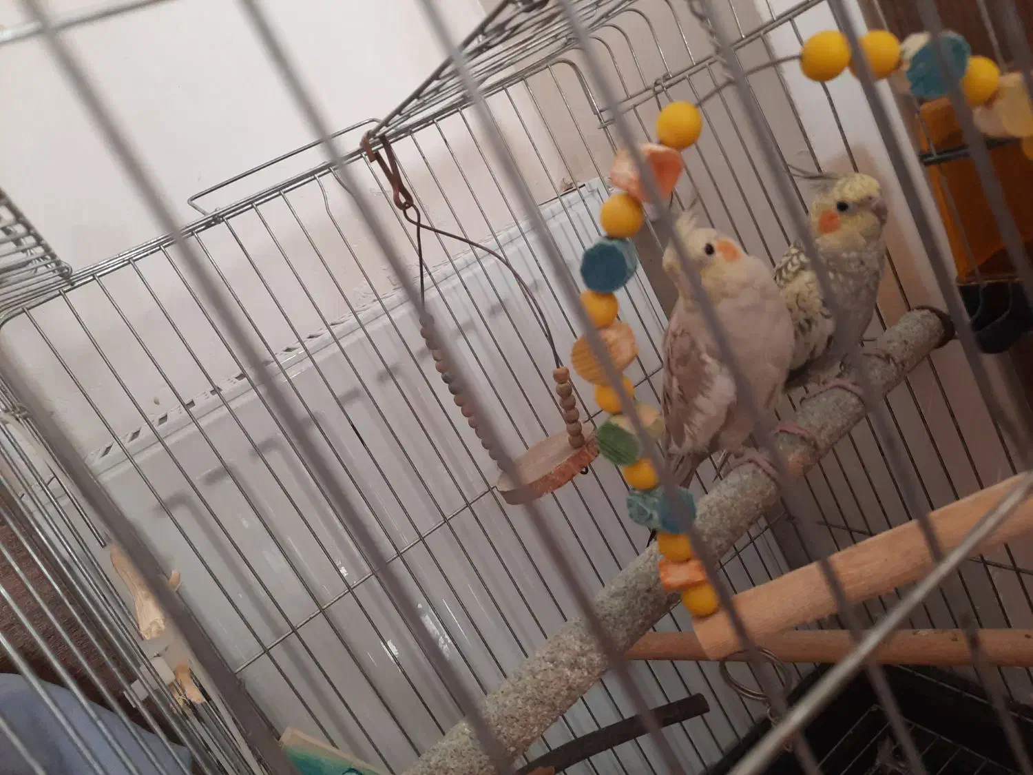 عروس هلندی شیطون|پرنده|صباشهر, |دیوار