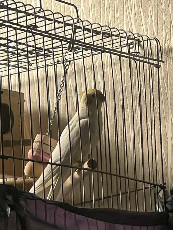 عروس هلندی لوتینو|پرنده|پاکدشت, پاکدشت (مامازند)|دیوار