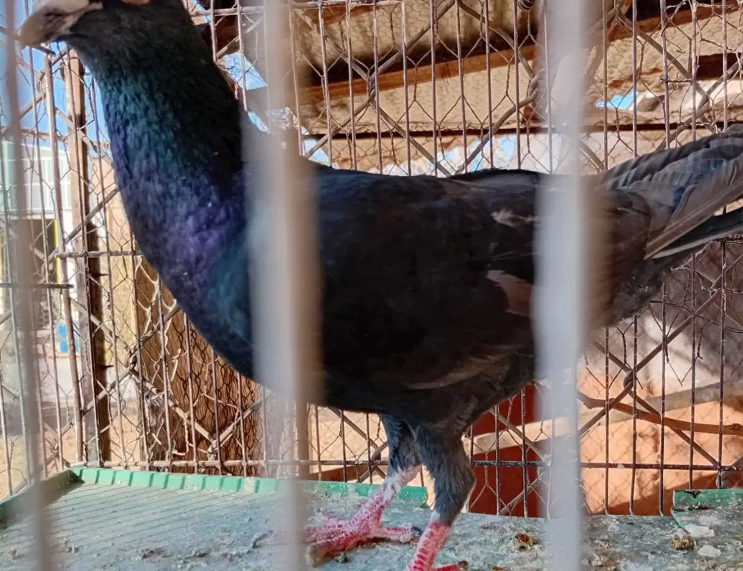 کبوتر پلاکی سیاه|پرنده|ساوه, |دیوار