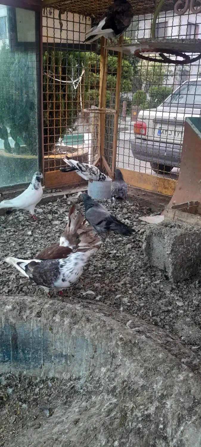 کبوتر سالم سرحال|پرنده|چاف و چمخاله, |دیوار