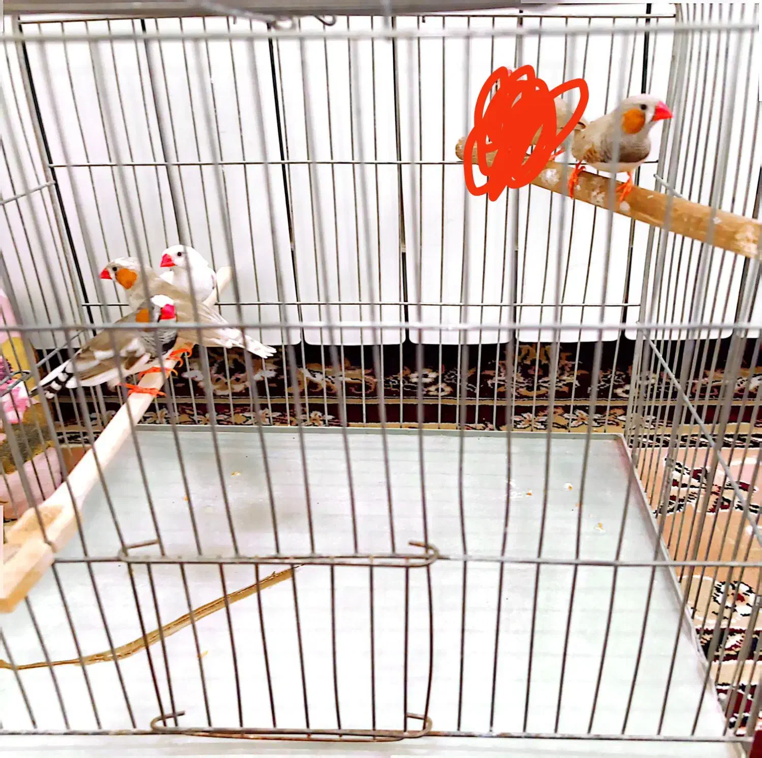 فنچ نر|پرنده|سبزوار, قصبه شرقی|دیوار