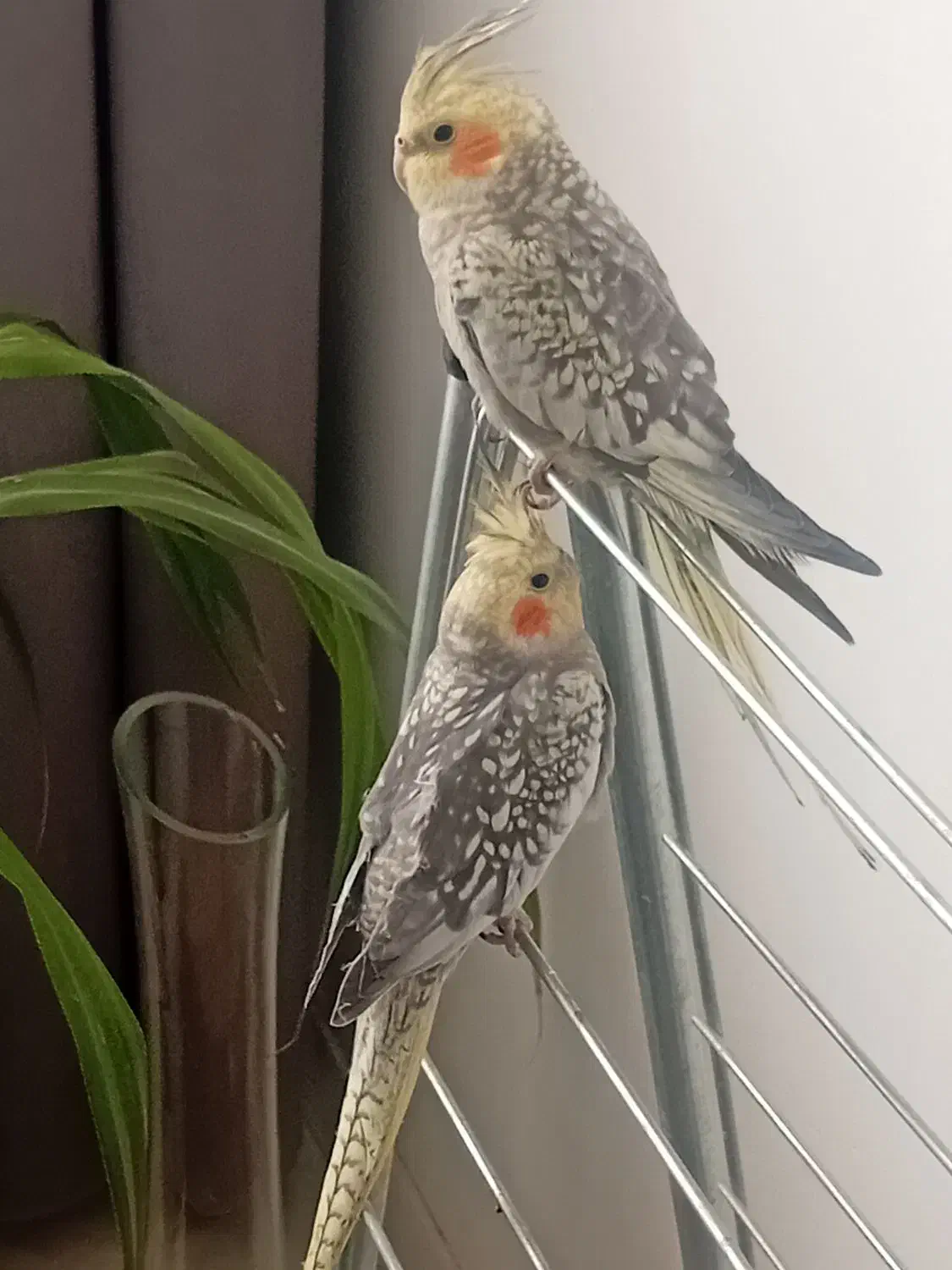 عروس هلندی|پرنده|محمدشهر, محمدشهر|دیوار