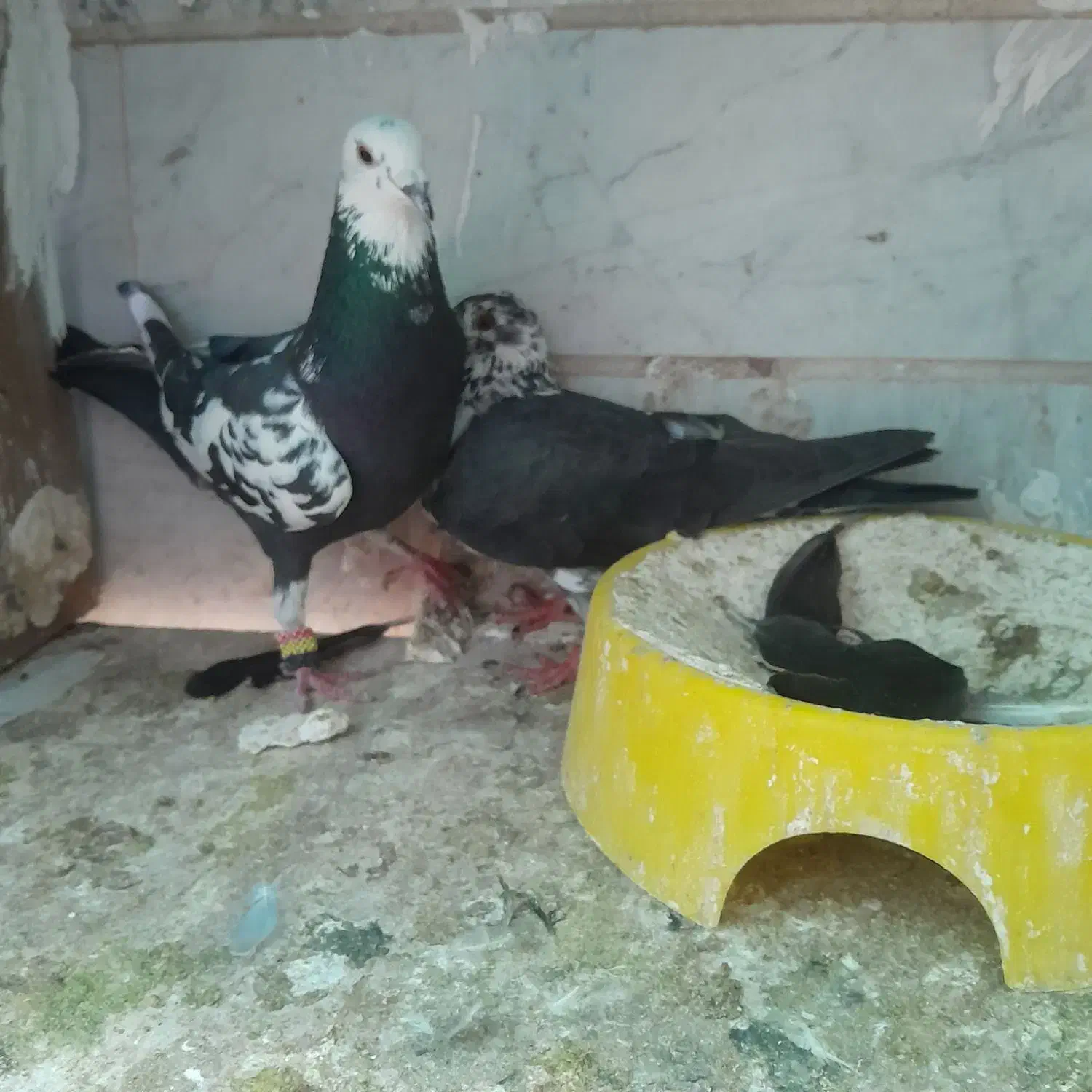 کبوتر اس|پرنده|شاهدشهر, |دیوار