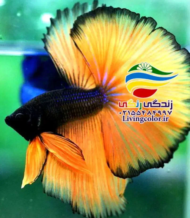 فایتر. گوپی.|ماهی|مشهد, موسوی قوچانی|دیوار