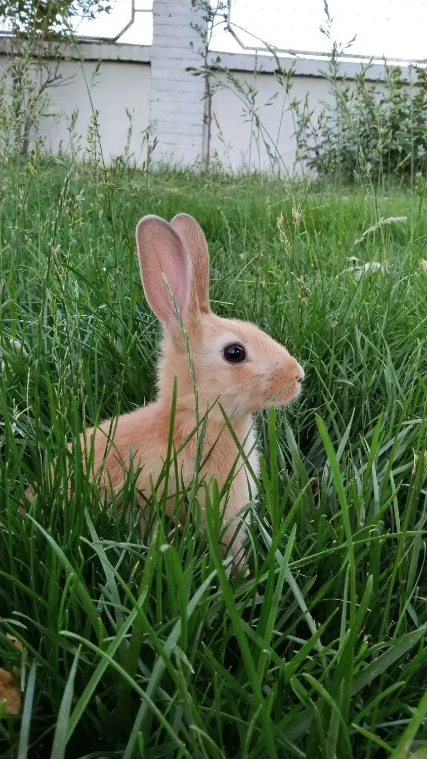 خرگوش|موش و خرگوش|هشتگرد, فاز ۷ مهستان|دیوار