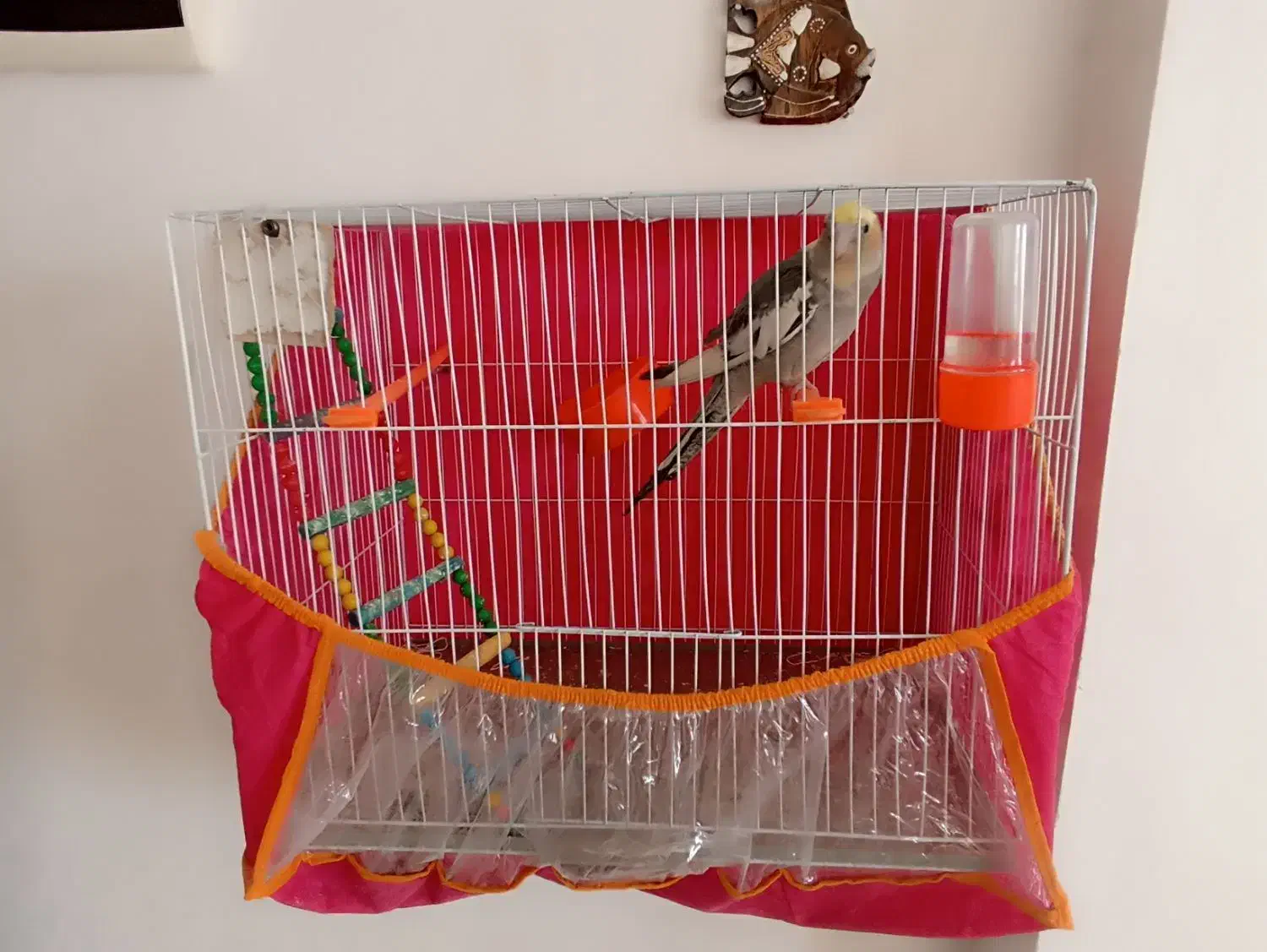 پرنده|پرنده|تربت جام, نظامی|دیوار