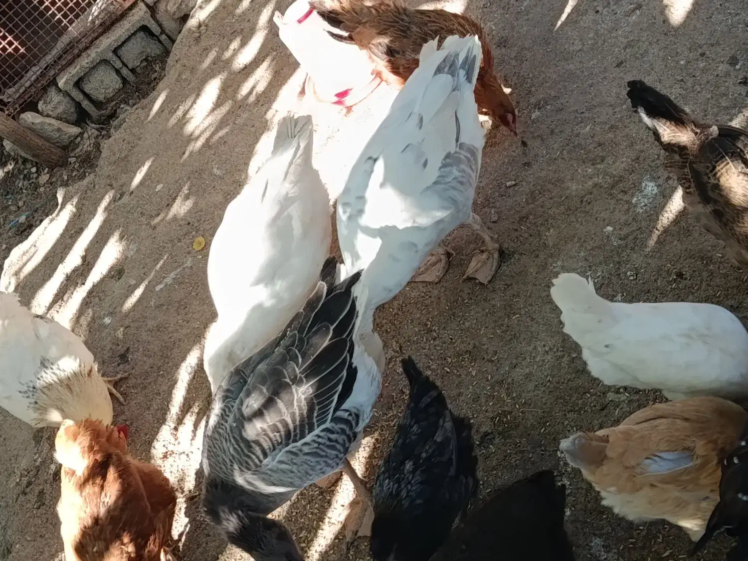 غاز|حیوانات مزرعه|یاسوج, |دیوار