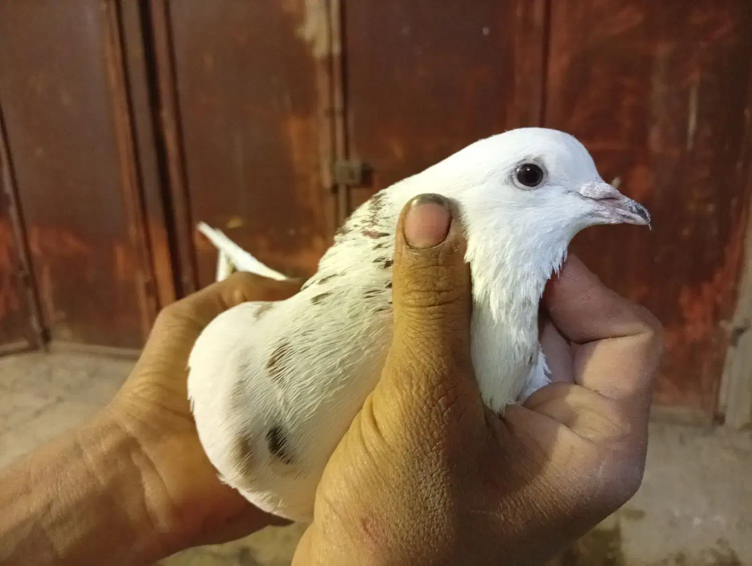 شیخی|پرنده|اهواز, زرگان|دیوار