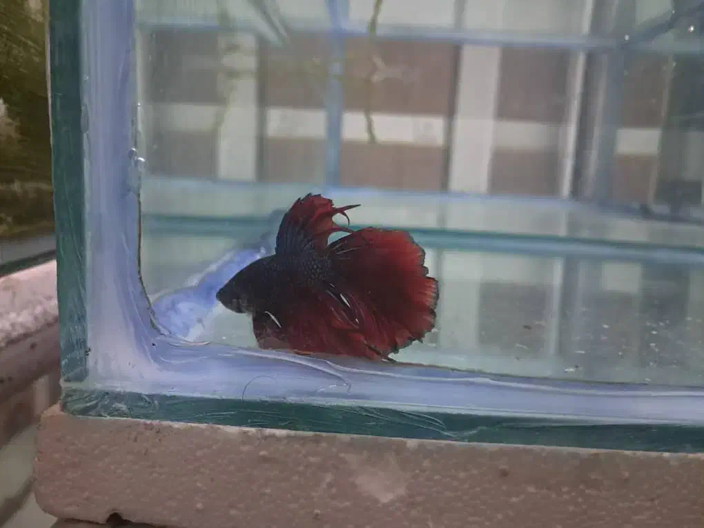 انواع و اقسام فایتر هالفمون با بالاترین کیفیت|ماهی|شیراز, حافظیه|دیوار