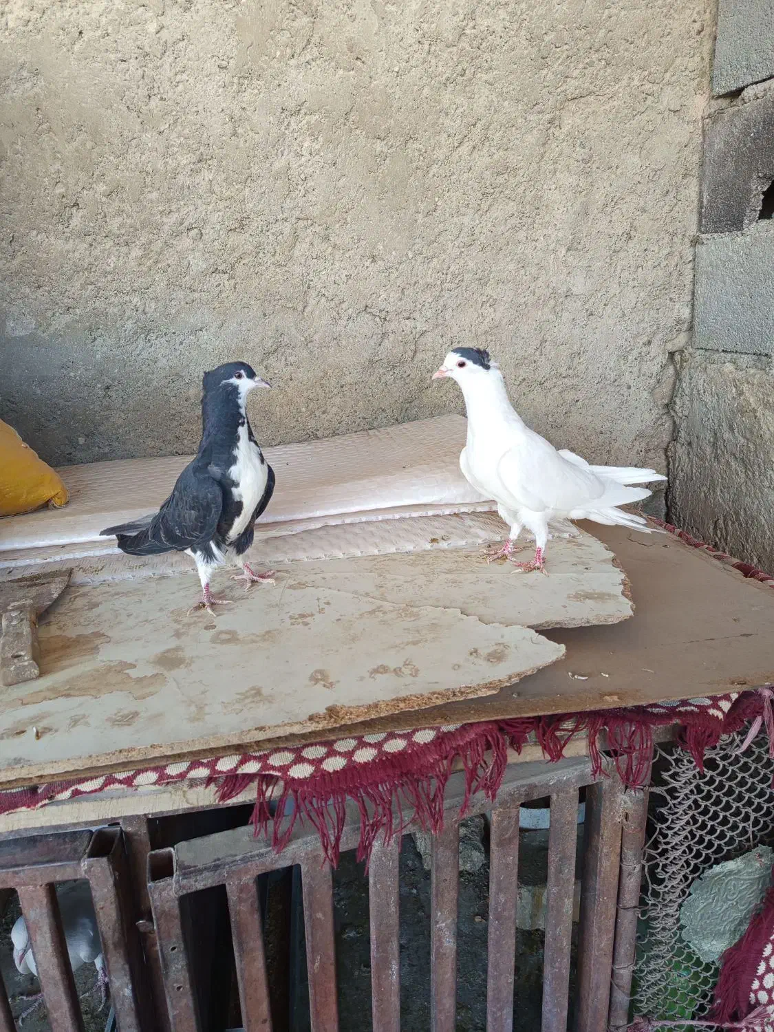 دمگیر دوبحر|پرنده|اصفهان, ارداجی|دیوار