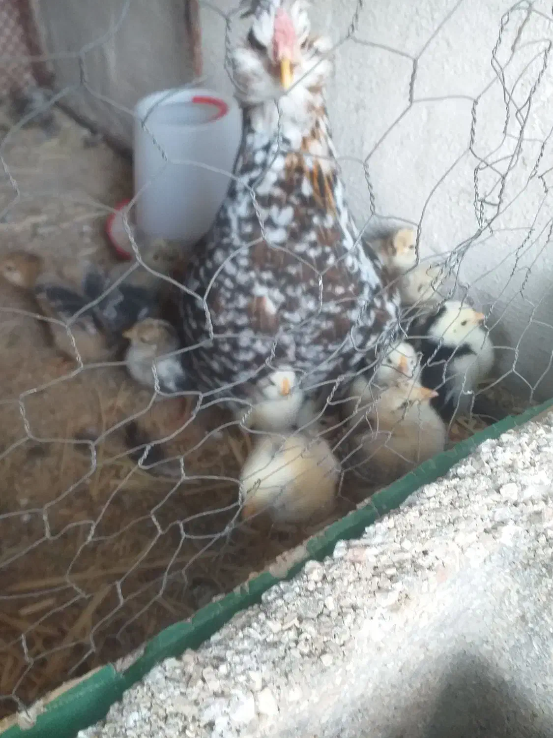 مرغ با جوجه|حیوانات مزرعه|شیراز, کوشک میدان|دیوار