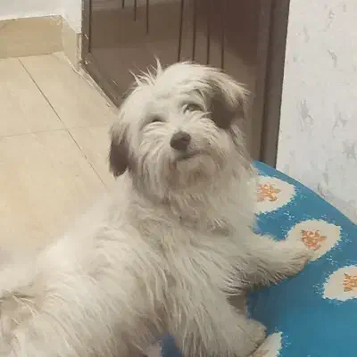 سگ شیتزو 10ماهه|سگ|تبریز, |دیوار