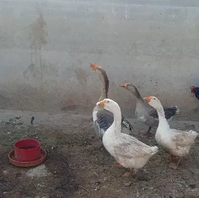 بط و غاز|حیوانات مزرعه|زابل, |دیوار