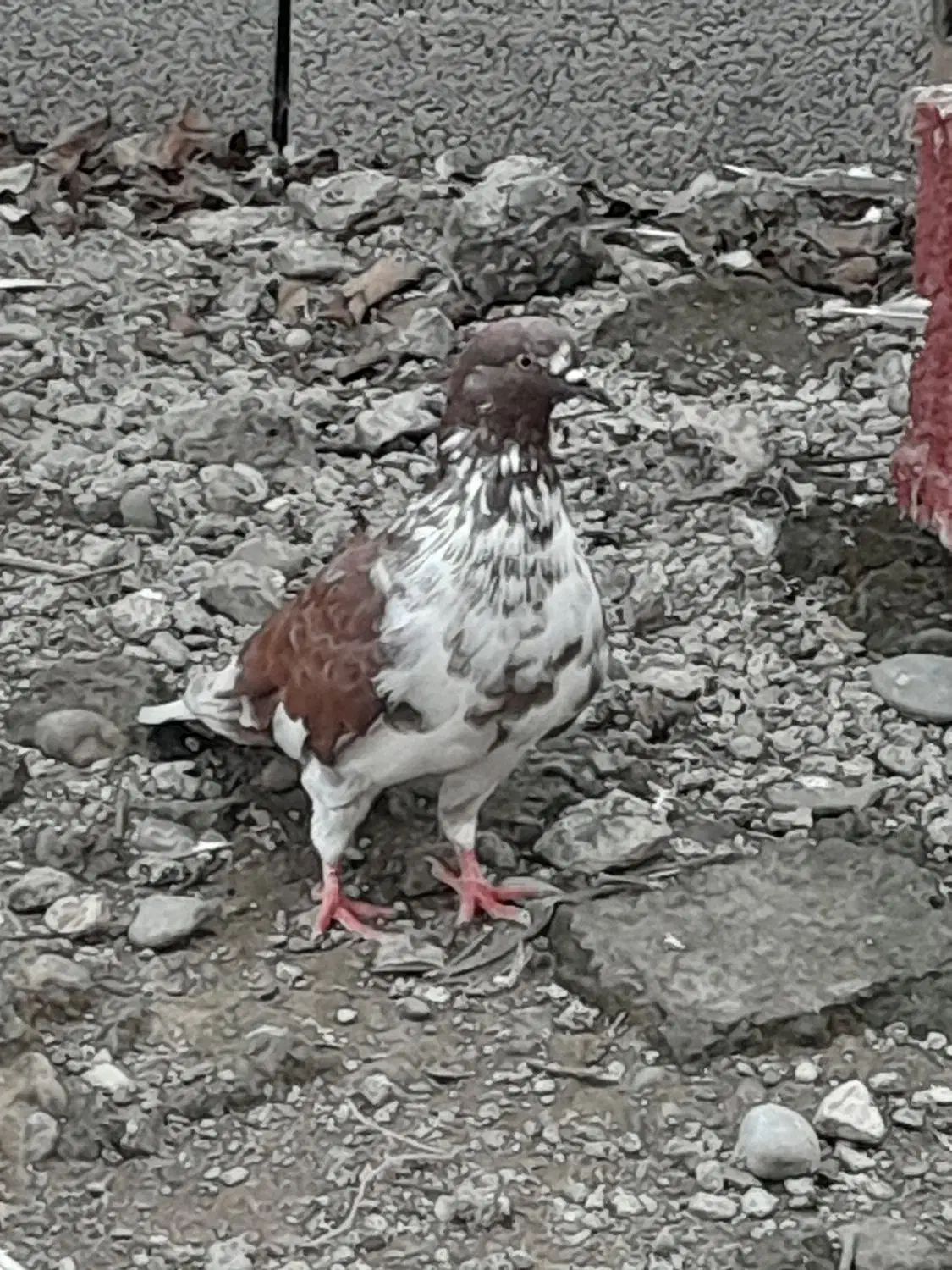 کبوتر بلند پرواز|پرنده|رشت, فخب|دیوار