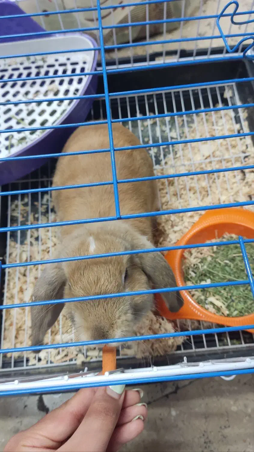 واگذاری خرگوش لوپ نر|موش و خرگوش|تهران, کاج|دیوار