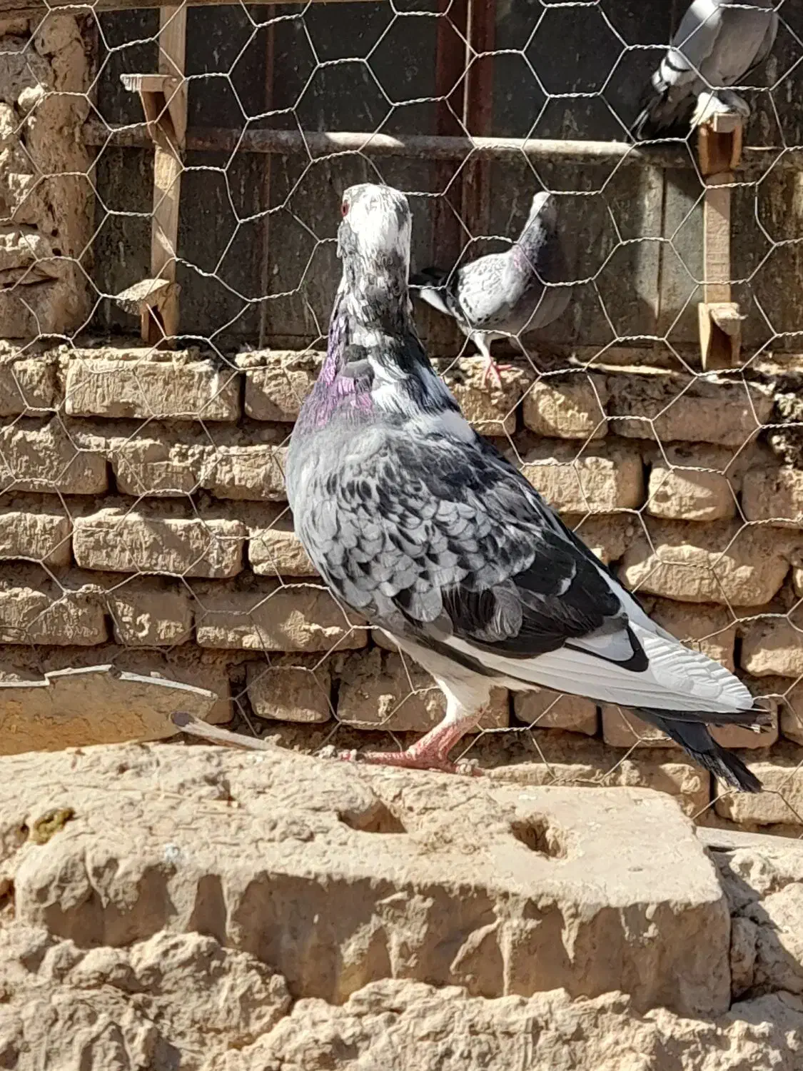 غوره ای|پرنده|شیبکوه (فارس), |دیوار