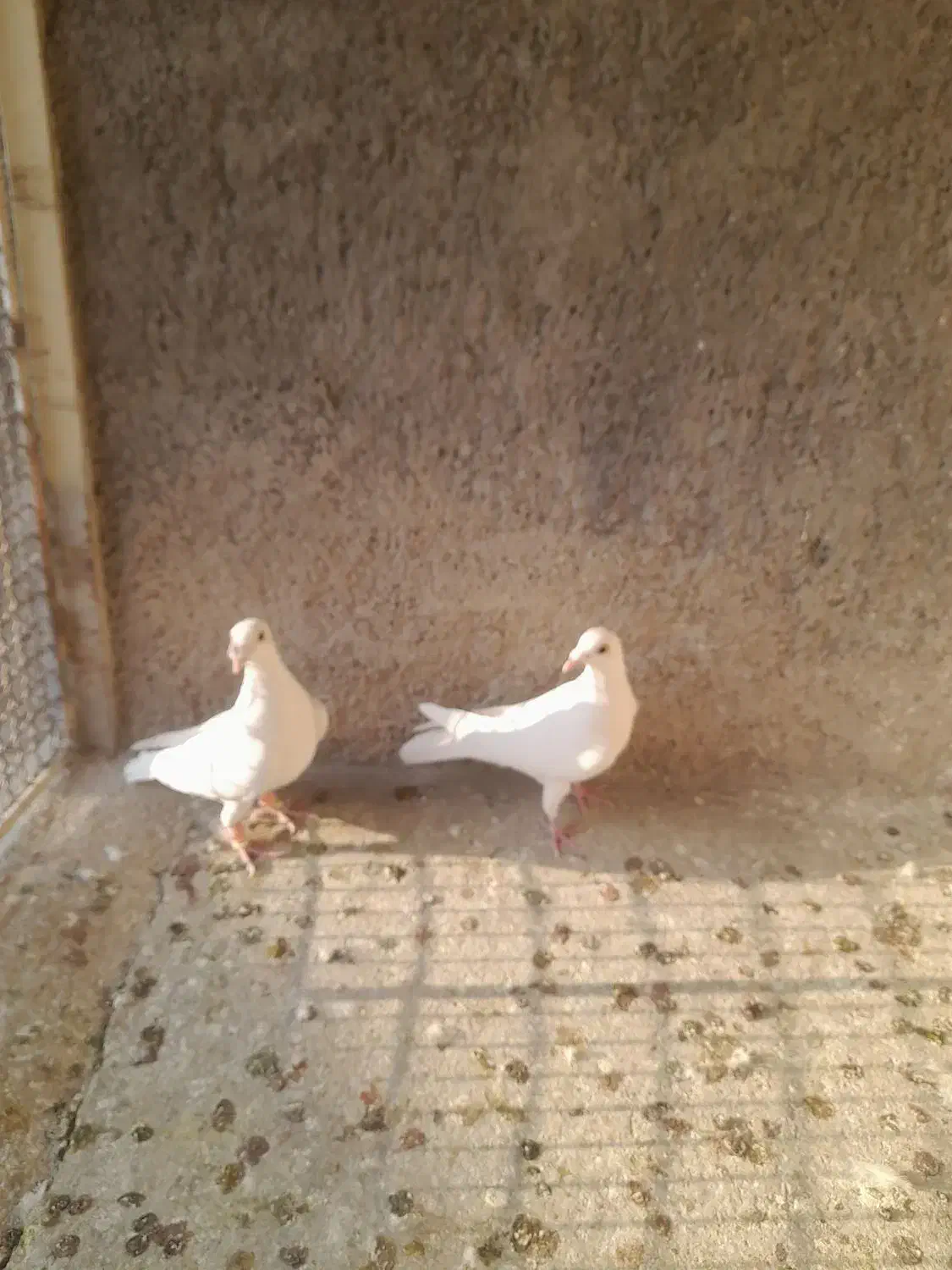 کبوتر|پرنده|ابهر, |دیوار