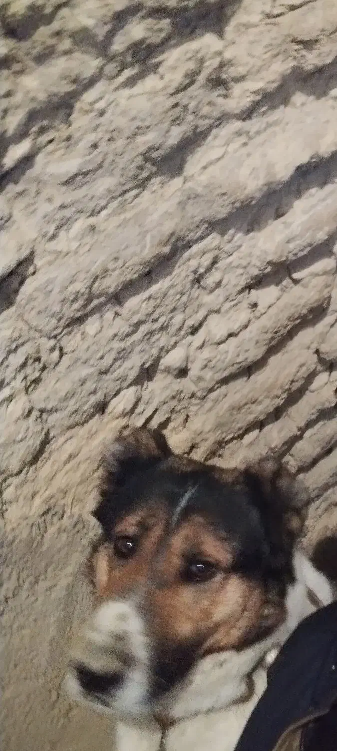 سگ‌گمشده|سگ|آشتیان, |دیوار