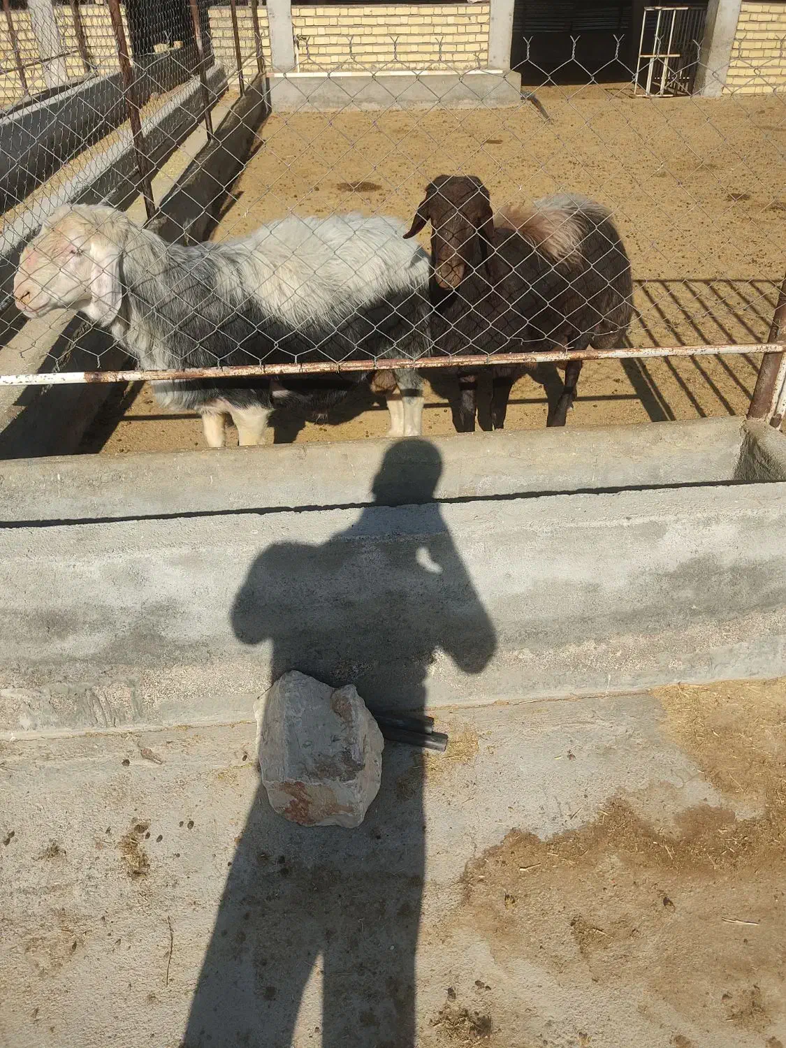 دو راس قوچ افشاری کار بلد ژن دار|حیوانات مزرعه|پاسارگاد, |دیوار