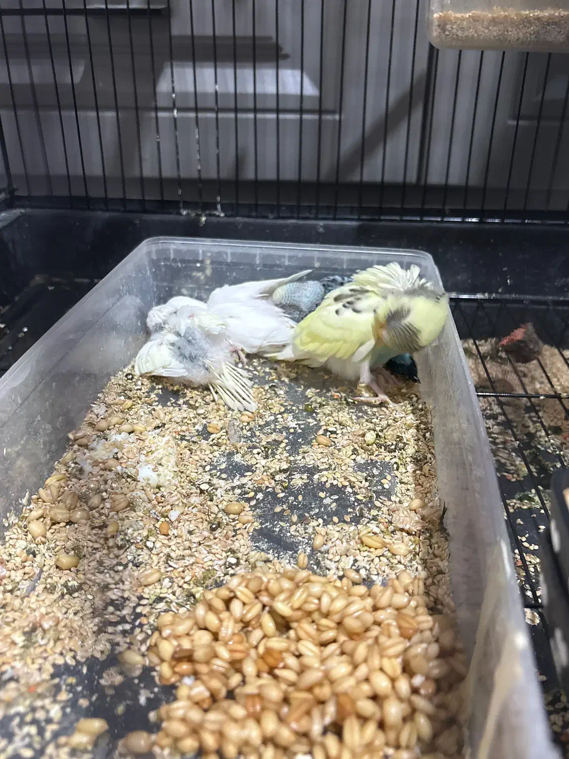 جفت مرغ عشق بهمراه چهار جوجه|پرنده|مشهد, شهرآرا|دیوار