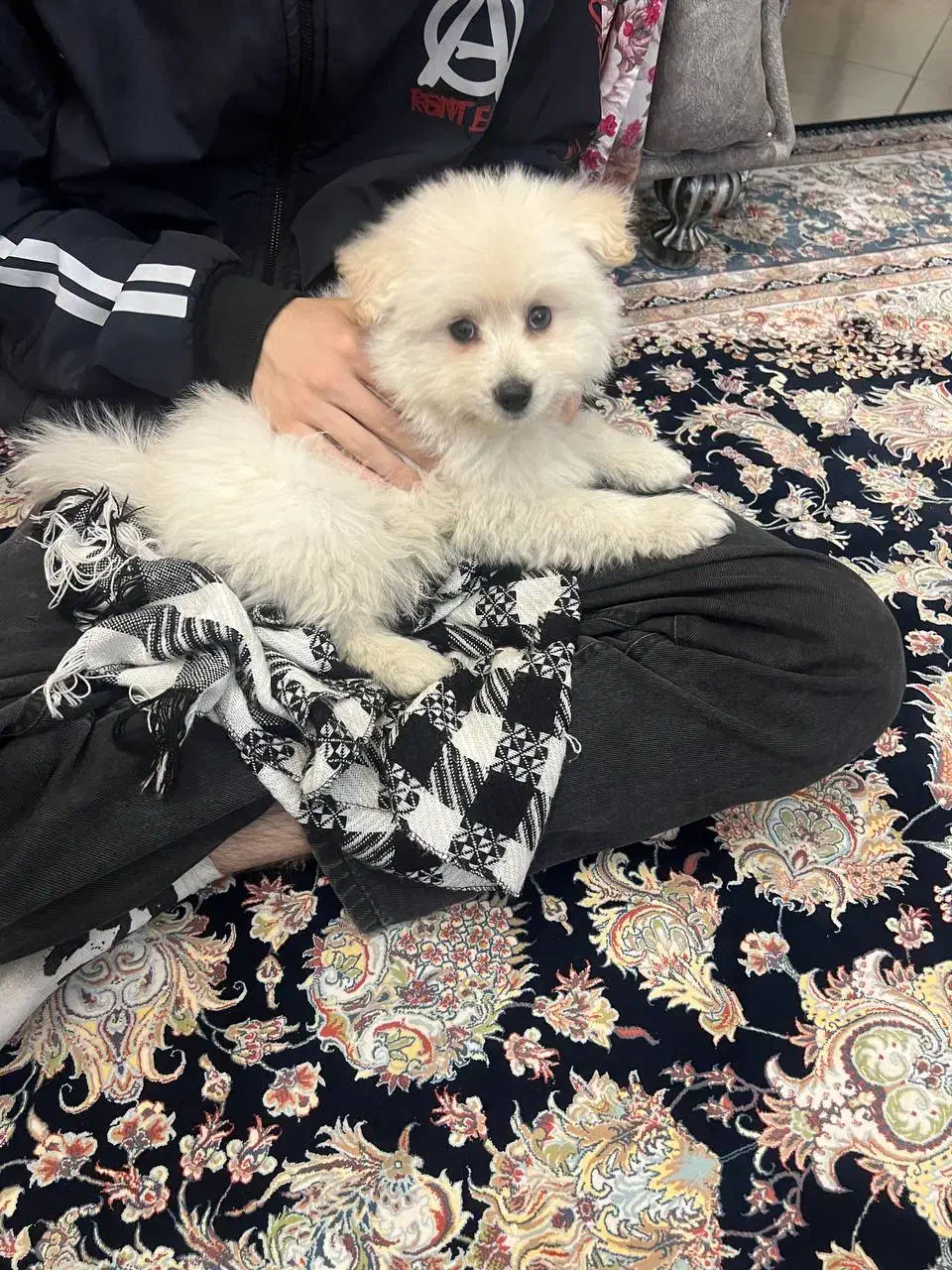 سگ نژاد دار|سگ|رباط‌کریم, رباط‌کریم|دیوار