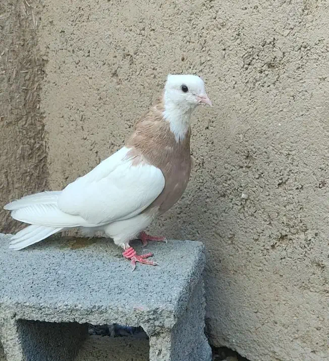 طوق زرد ماده|پرنده|شیبکوه (فارس), |دیوار