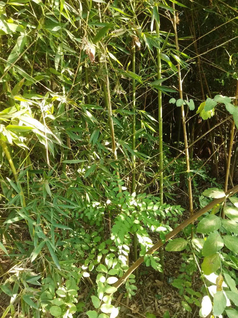 فروش بامبو|گل و گیاه طبیعی|شلمان, |دیوار