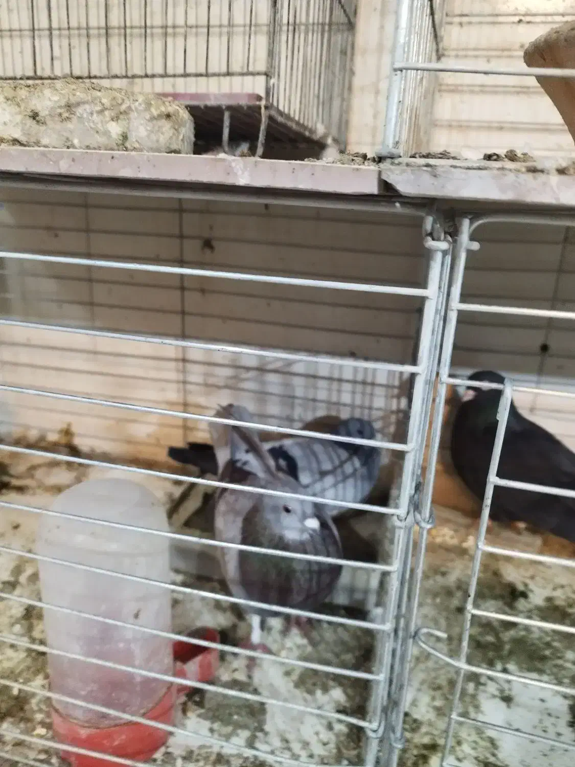 کبوتر سربری|پرنده|مبارکه, |دیوار