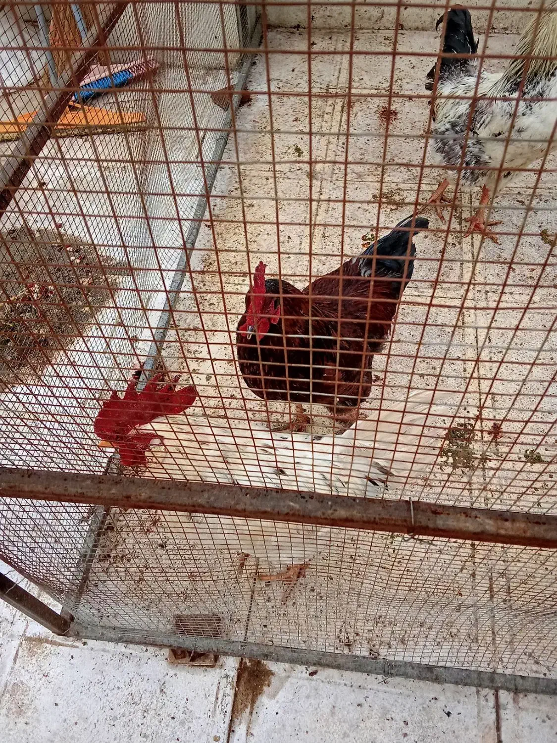 فروش خروس محلی|حیوانات مزرعه|پردیس, شهرک صنعتی خرمدشت فاز ۷|دیوار