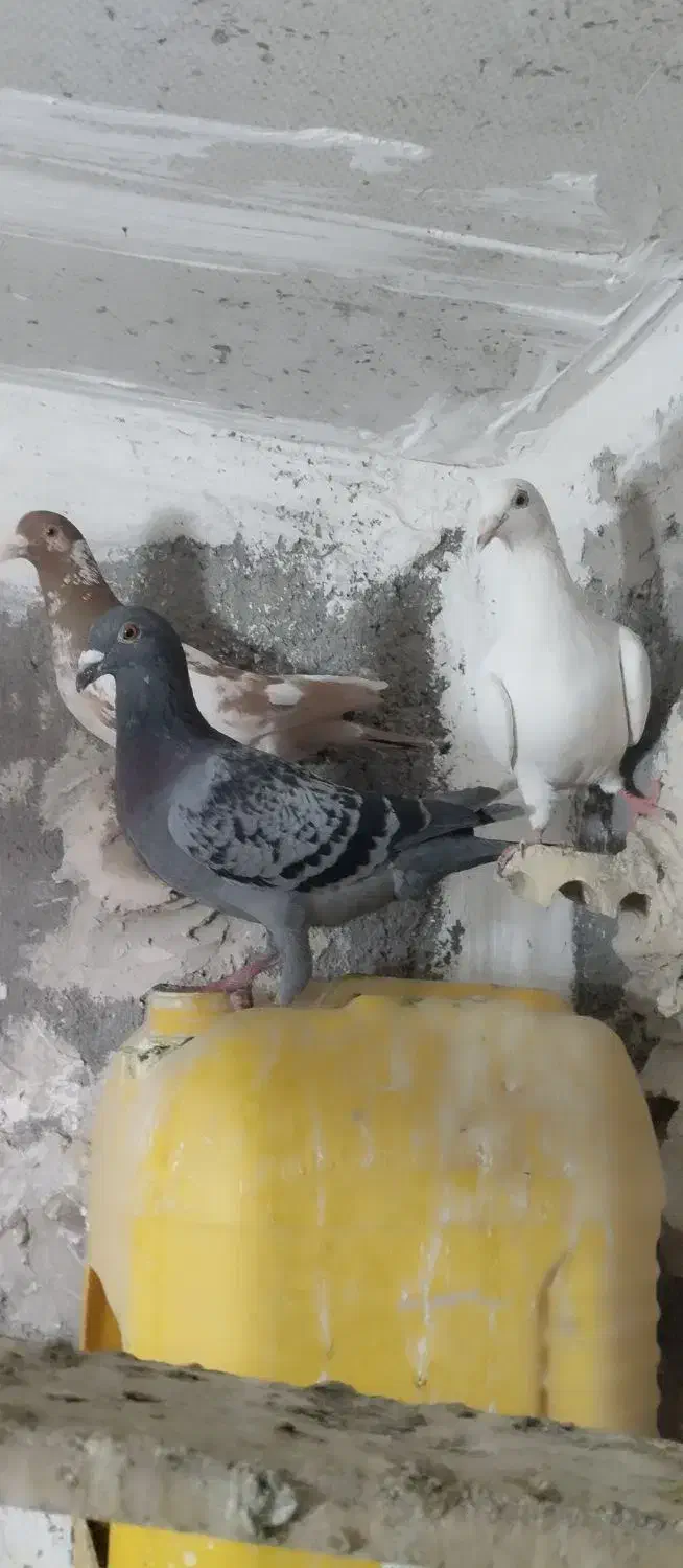 کفتر فروشی|پرنده|مشهد, صیدآباد|دیوار