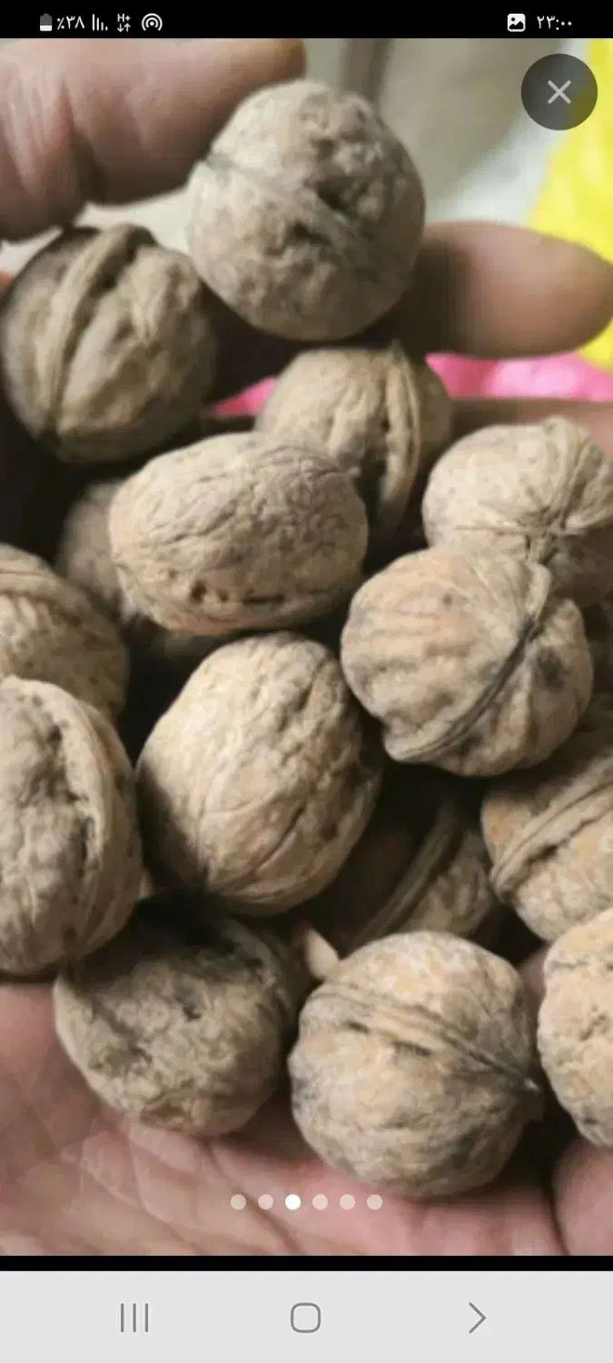 گردو لشگری توسرکان درجه یک|خوردنی و آشامیدنی|اسدآباد, |دیوار