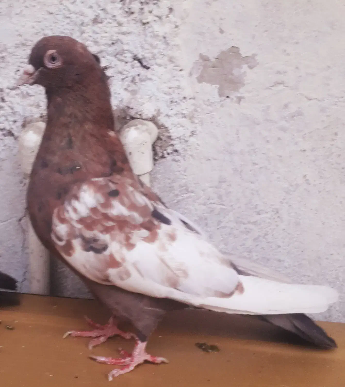 کبوتر  سینه تافته ای نروماده|پرنده|شیراز, حافظیه|دیوار