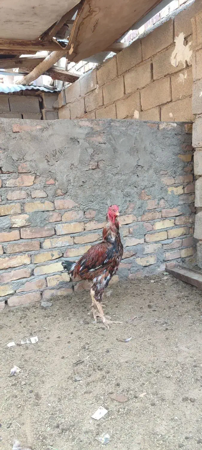 مرغ و خروس لاری|حیوانات مزرعه|تربت جام, جامرود|دیوار