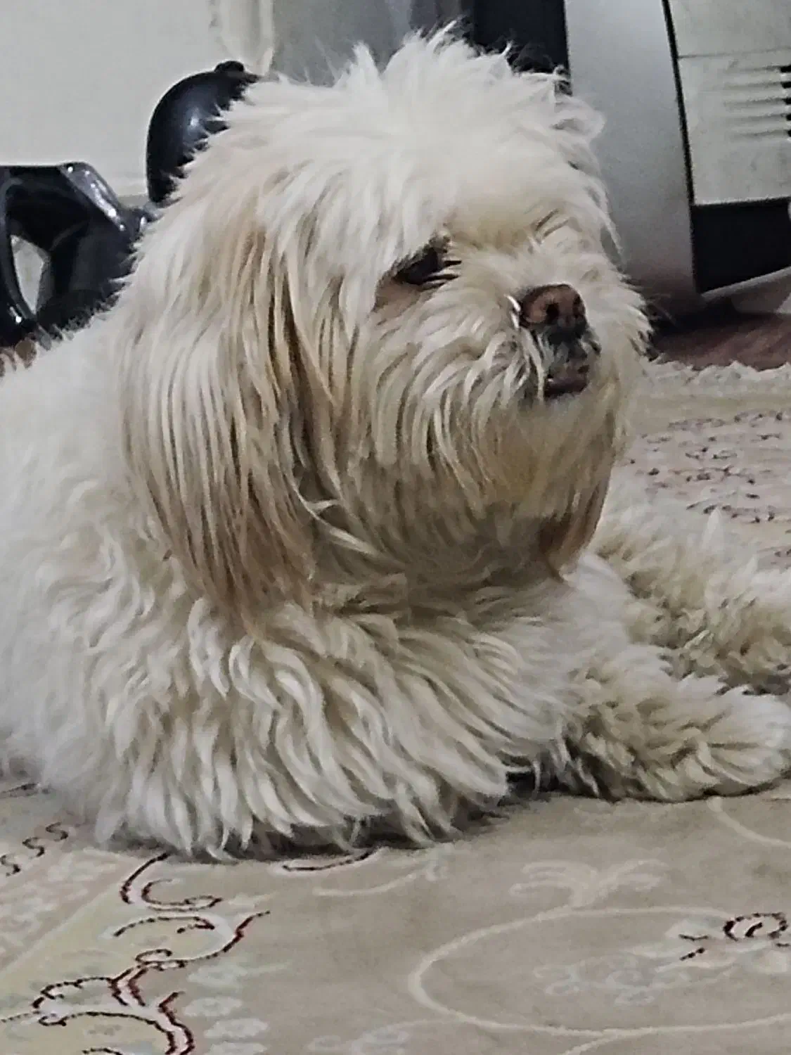 سگ گمشده|حیوانات|شیراز, میانرود|دیوار