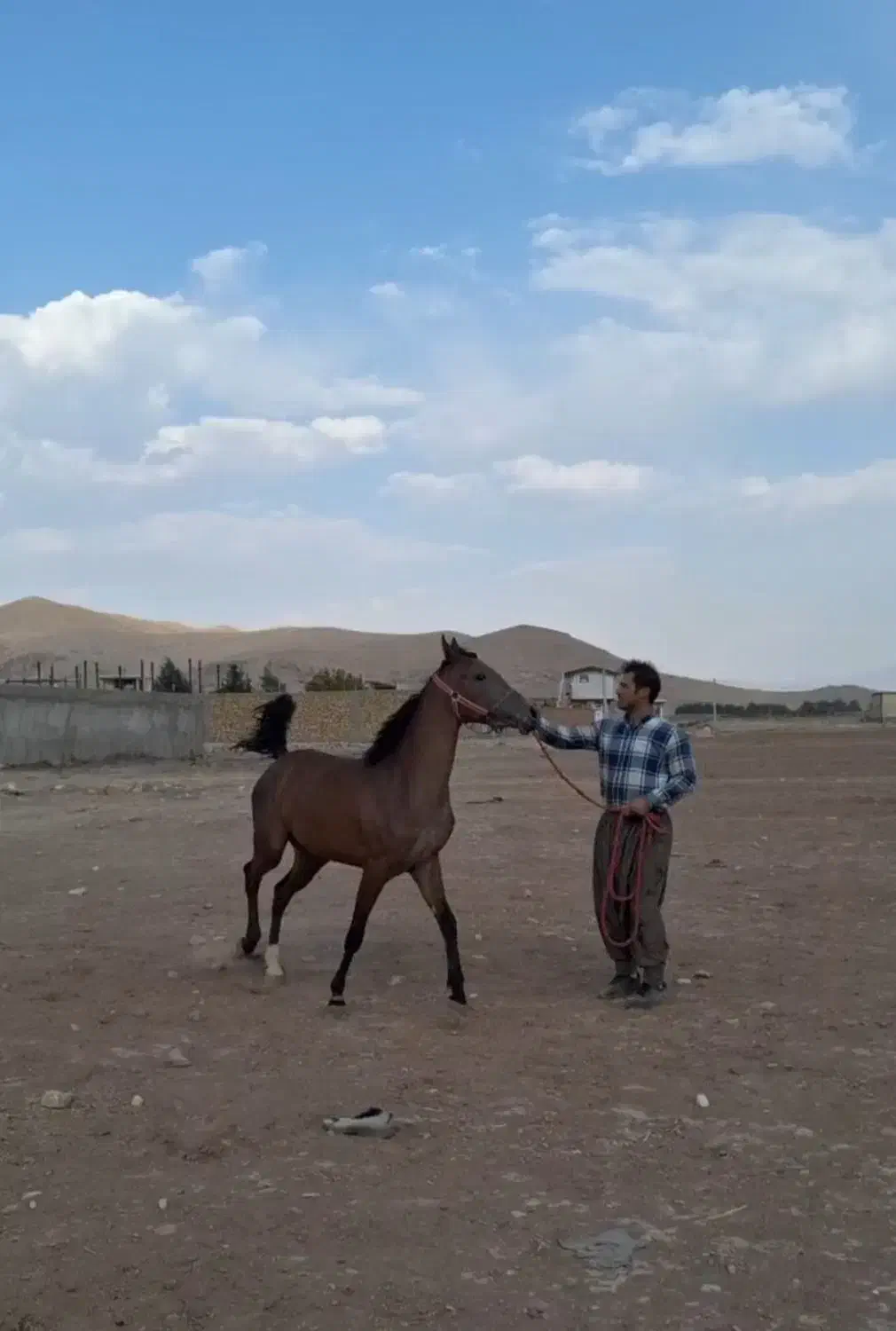 مادیون کره ساواش|اسب و تجهیزات اسب‌سواری|خرم‌آباد, |دیوار