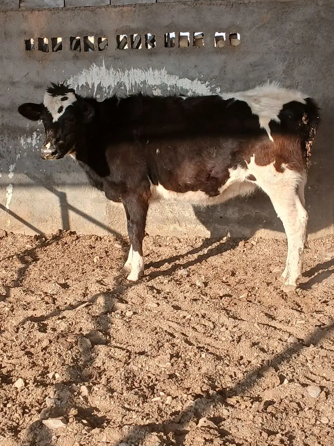 تلیسه|حیوانات مزرعه|تربت جام, میان جام|دیوار