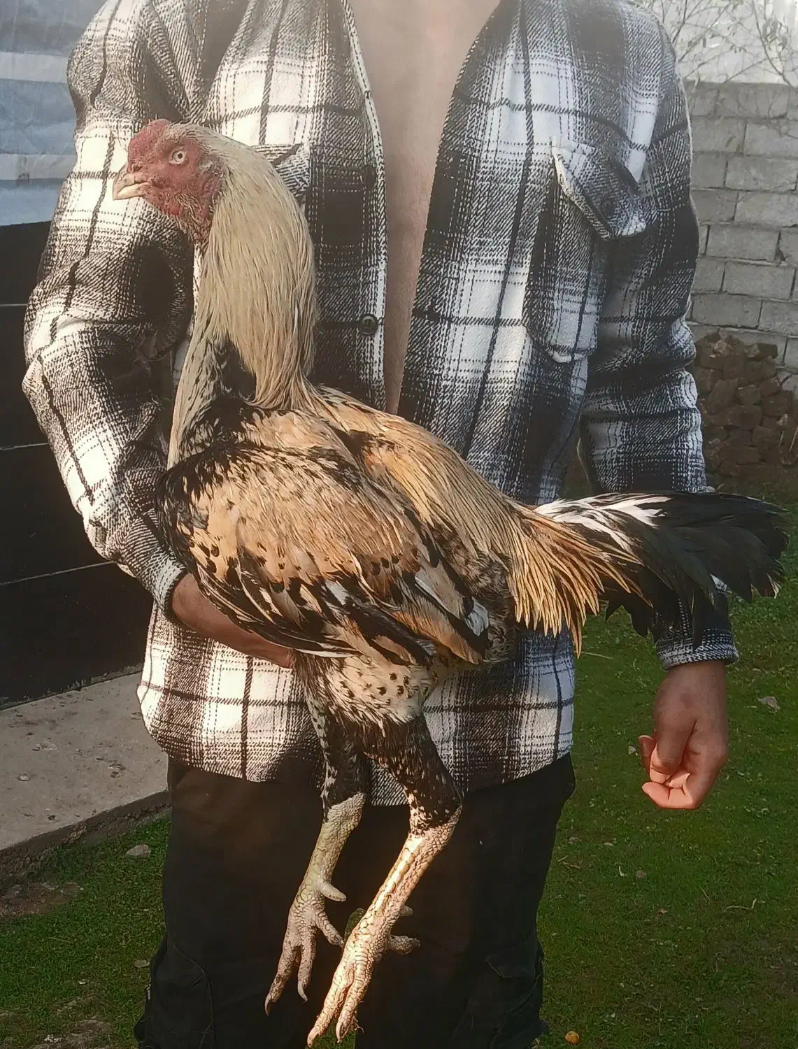 خروس لاری|حیوانات مزرعه|سیاهکل, |دیوار