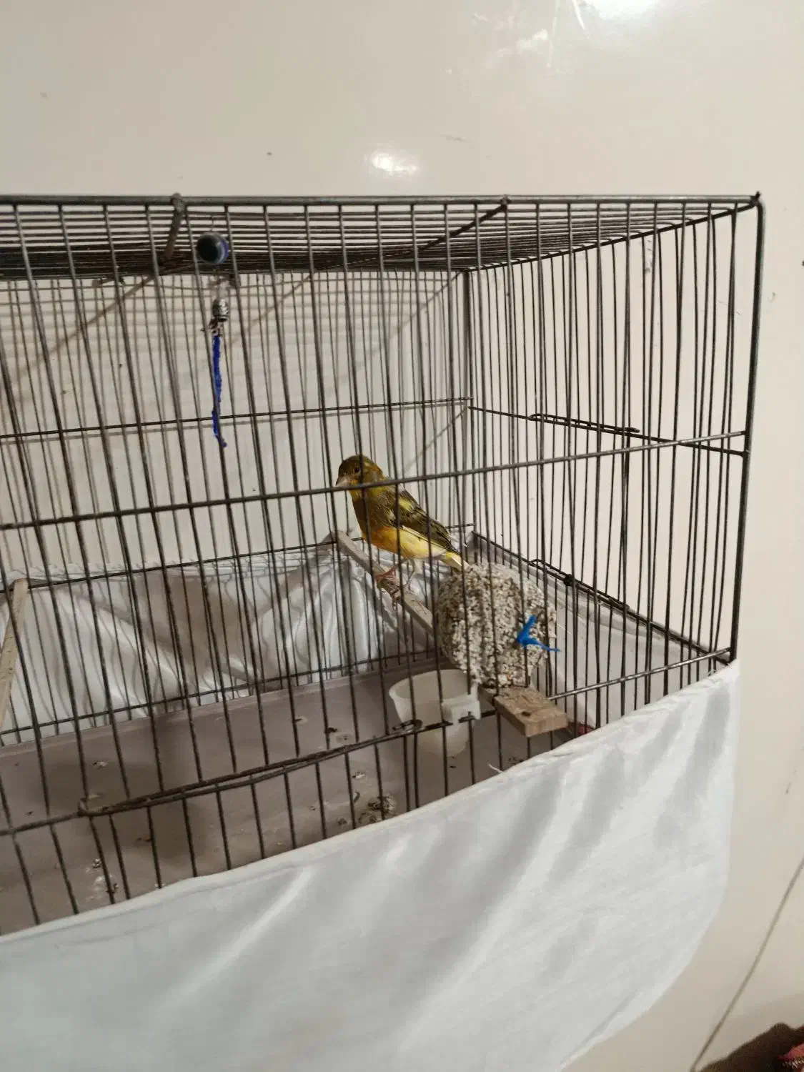 قناری نر|پرنده|ری, جوانمرد قصاب|دیوار