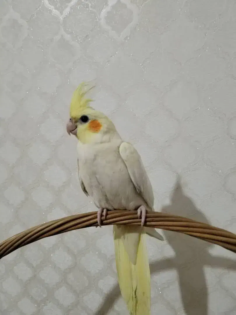 فروش دو عدد عروس هلندی لوتینو زعفرانی|پرنده|ماکو, |دیوار