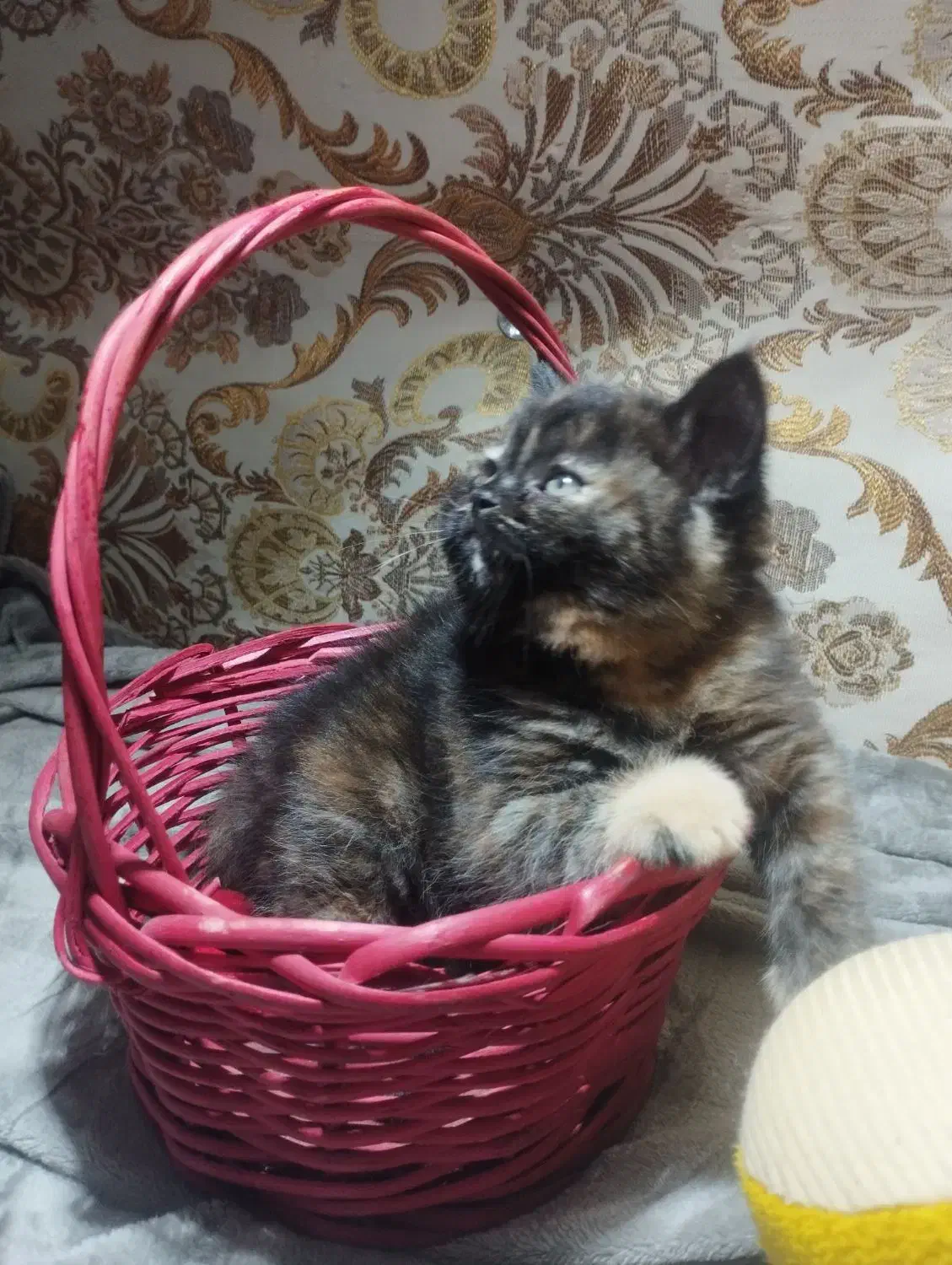 واگذاری گربه بریتیش|گربه|برازجان, |دیوار