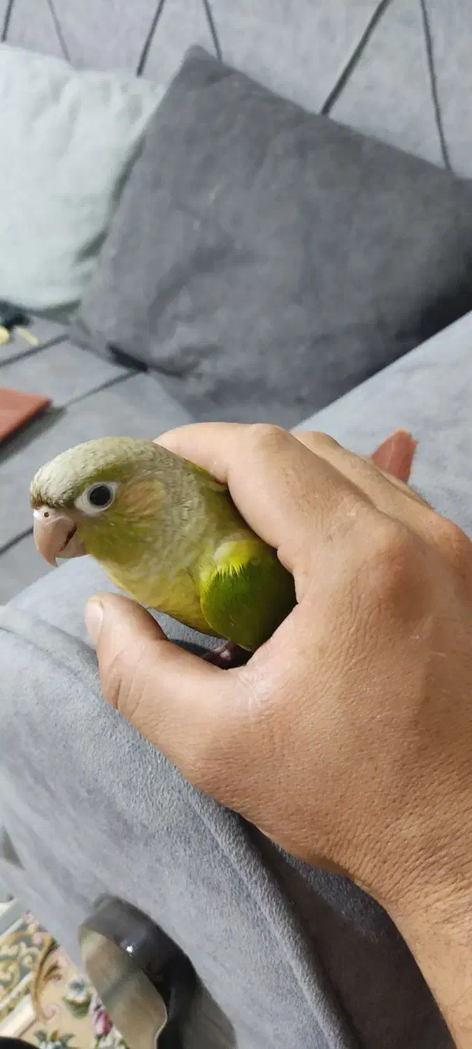 گرینچگ رام رام|پرنده|کرمانشاه, |دیوار