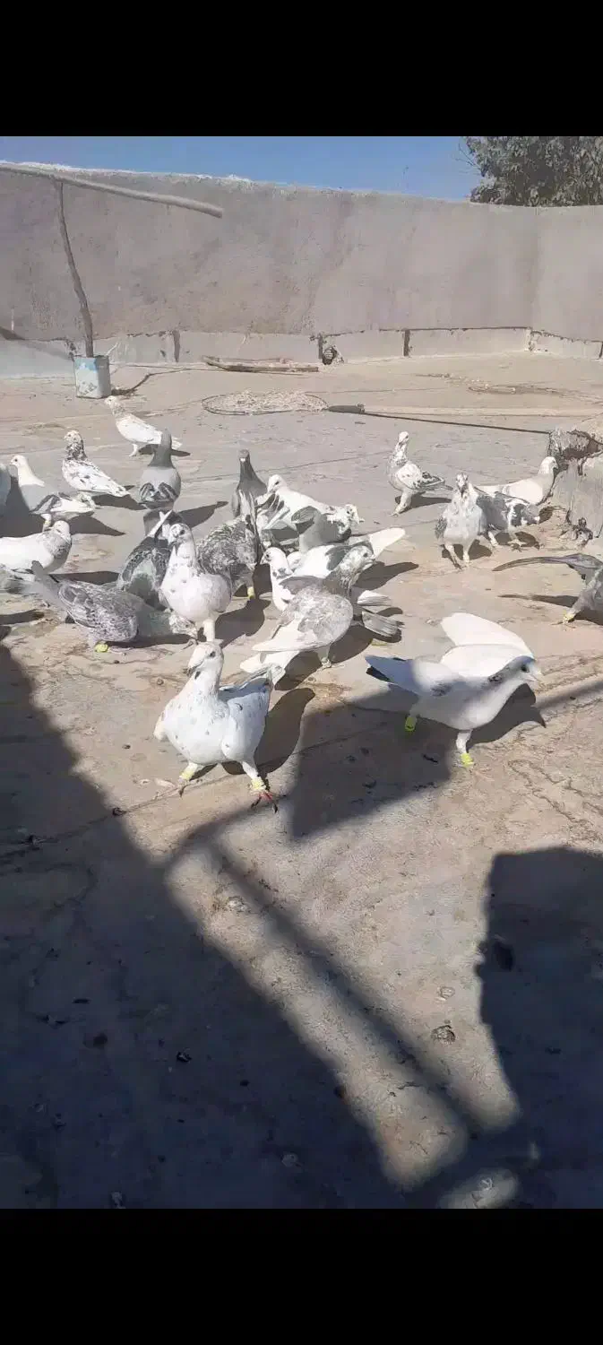 ۳۰ عدد سار و سور|پرنده|تربت جام, فاز ۲ فرهنگیان|دیوار