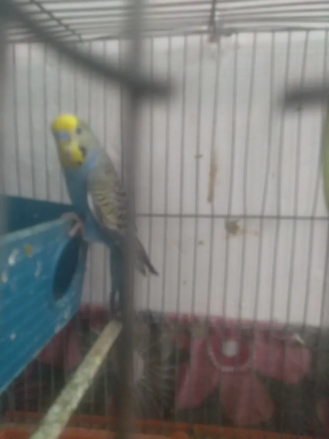 مرغ عشق نر معاوضه|پرنده|زابل, |دیوار