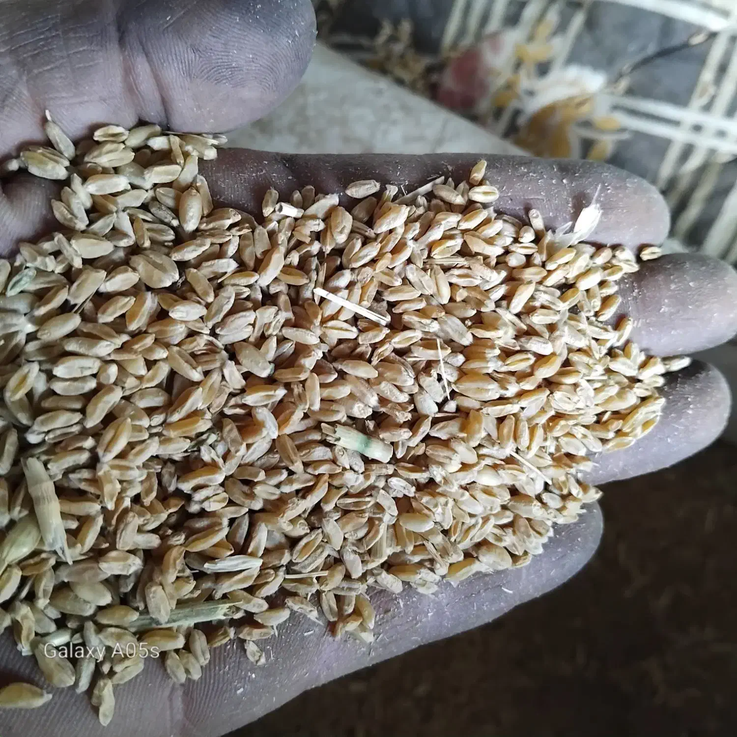 گندم پیشگام|خدمات باغبانی و درختکاری|طاغنکوه, |دیوار