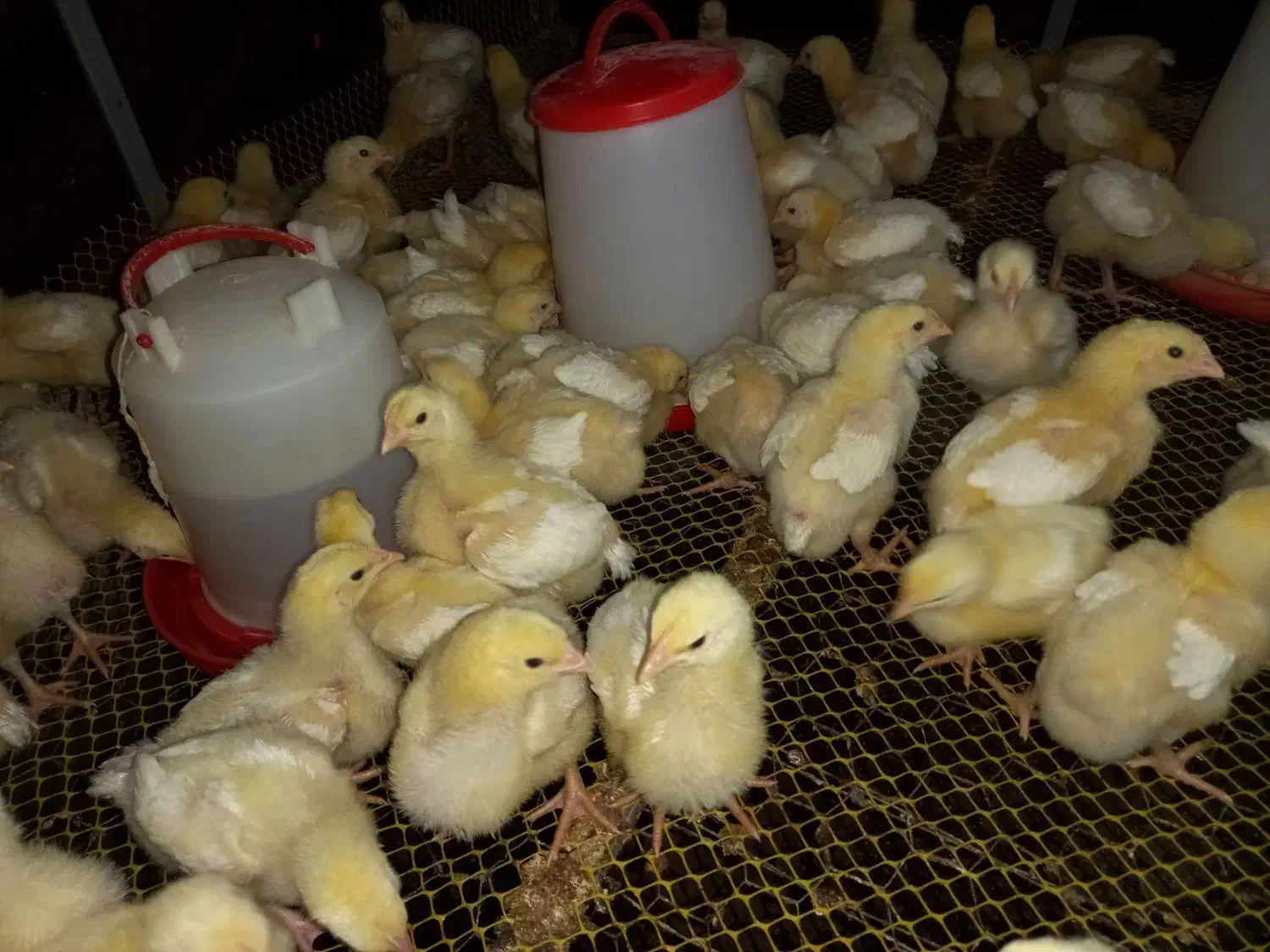 جوجه گوشتی راس ۱۰روزه واکسن خورده تضمینی مرغداری|حیوانات مزرعه|فرمهین, |دیوار