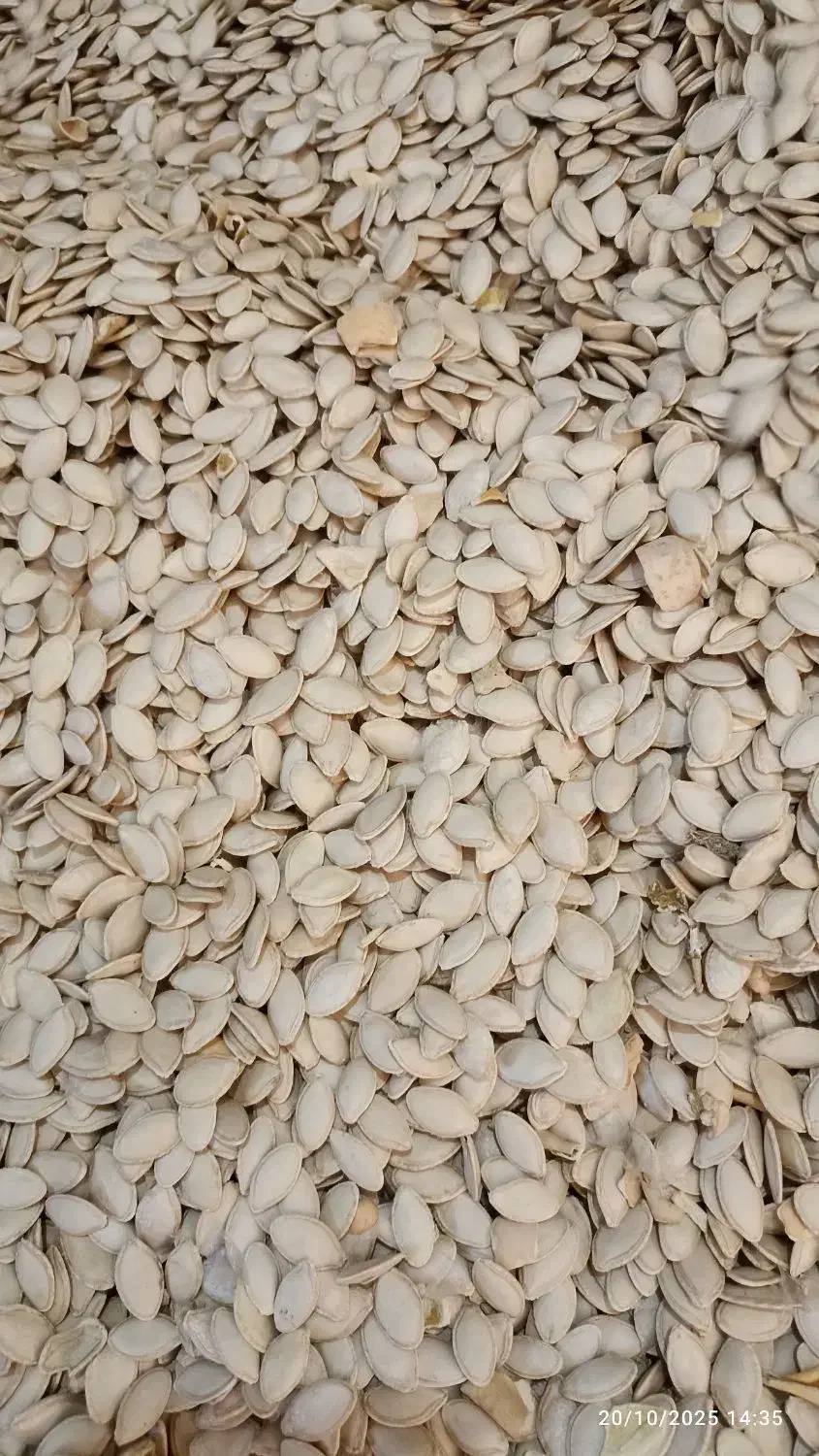 تخمه کدو خارجی|خوردنی و آشامیدنی|هشترود, |دیوار