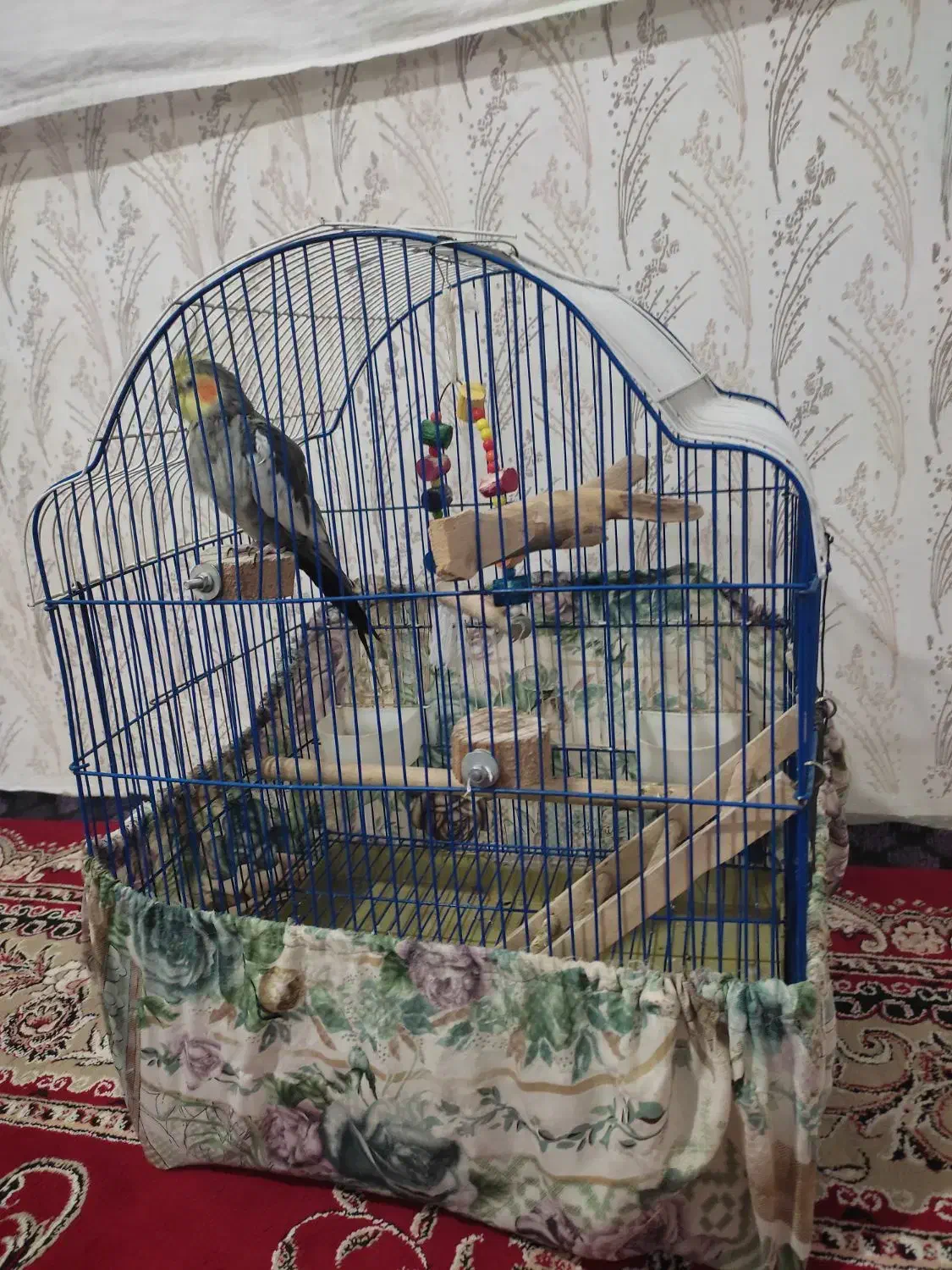 عروس هلندی نر|پرنده|اقبالیه, |دیوار