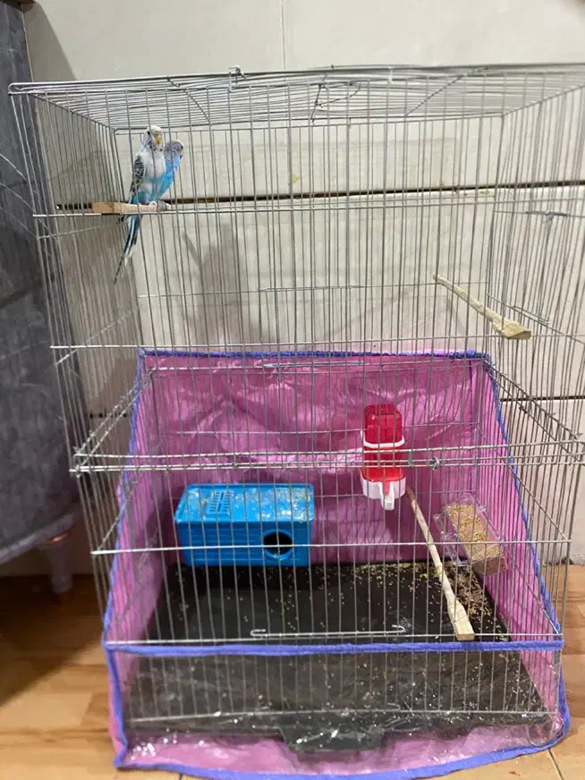 جفت مرغ عشق|پرنده|کرمان, |دیوار