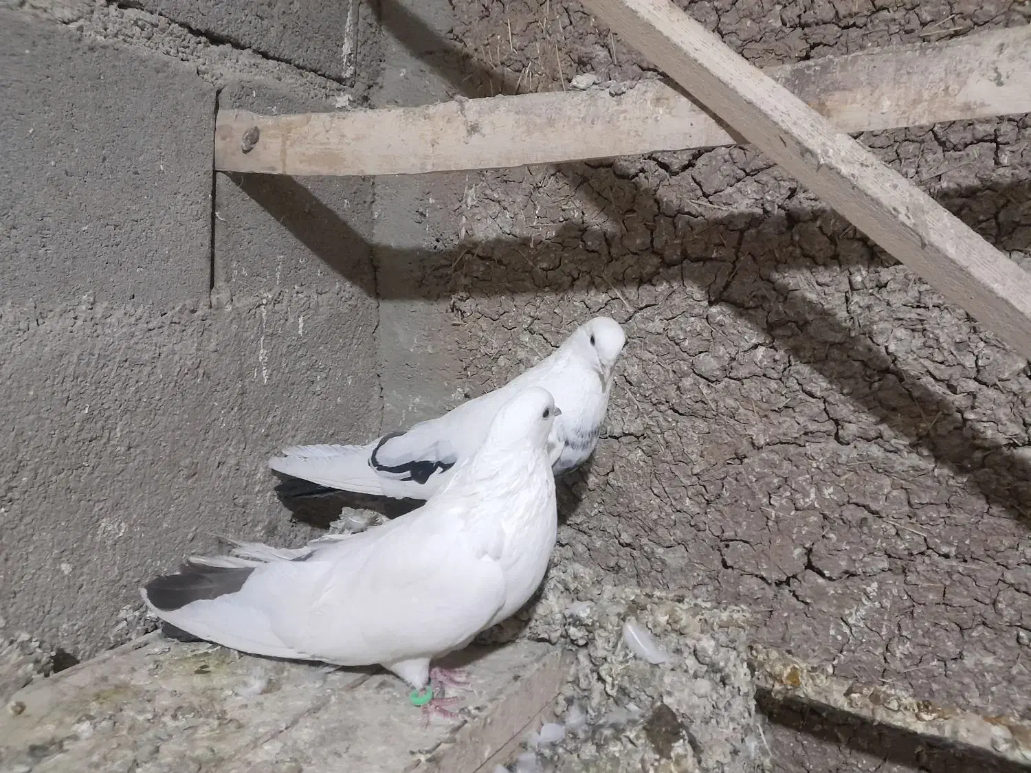 توک دم دمسیاه کبوتر|پرنده|لالجین, |دیوار